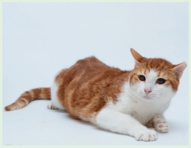 pet